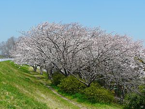 武庫川堤防の桜並木