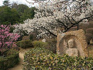 中山寺梅林と梅の花