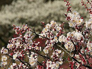 中山寺梅林と梅の花