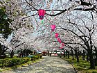 西武庫公園・武庫川交通公園の桜