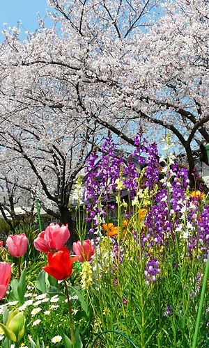 日本初の貸花壇・西武庫公園分区園のチューリップと桜