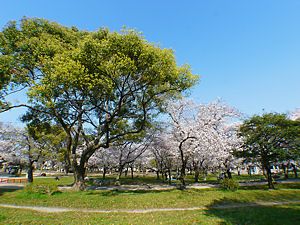 西武庫公園の芝生広場と桜