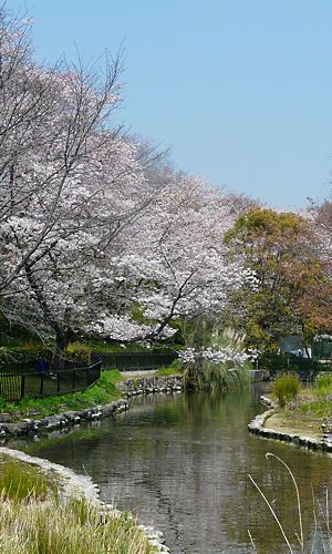 武庫川の伏流水を利用した菖蒲池と桜