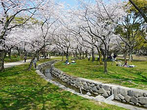 西武庫公園内を流れる小川と桜並木