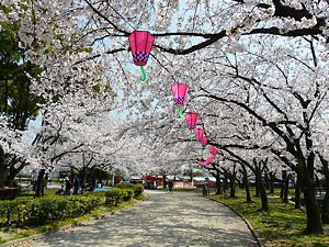 西武庫公園の桜並木と夜桜のぼんぼり