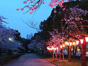 西武庫公園の夜景・夜桜