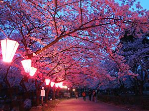 西武庫公園の夜景・夜桜