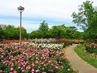 バラ園・薔薇（バラ）の花/尼崎市農業公園/壁紙写真・無料写真