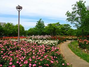 尼崎市農業公園のバラ園・バラの花