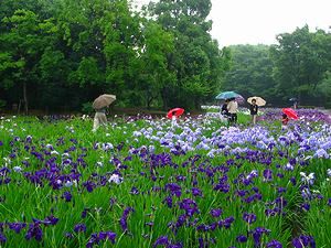 尼崎農業公園の花菖蒲園