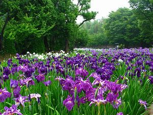 尼崎市農業公園の花菖蒲園と花ショウブの花