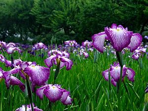 尼崎農業公園の花ショウブの花