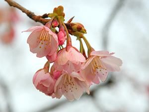 尼崎市農業公園の桜の花
