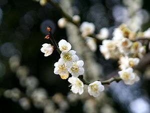 尼崎市農業公園の梅の花