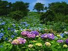 紫陽花（アジサイ）の壁紙と無料壁紙写真素材/大野山アルプスランドの紫陽花（アジサイ）の花