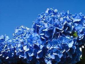 大野山アルプスランドの紫陽花（アジサイ）の花
