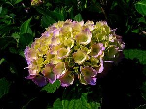 大野山アルプスランドの紫陽花（アジサイ）の花