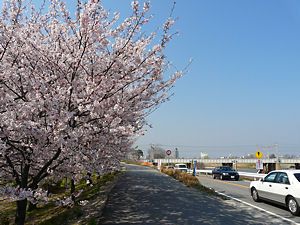兵庫県ふるさと桜づつみ回廊