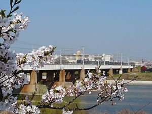 桜とJR東海道線