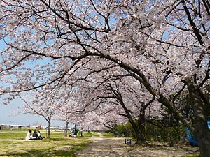武庫川対岸の尼崎市・武庫川緑地公園の桜