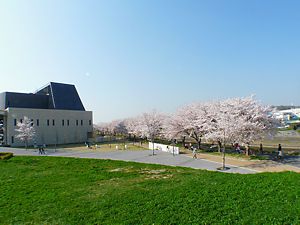 三田市総合文化センター・郷の音ホールと桜