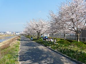 武庫川沿いの桜並木