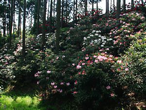 シャクナゲ園・石楠花（シャクナゲ）の花