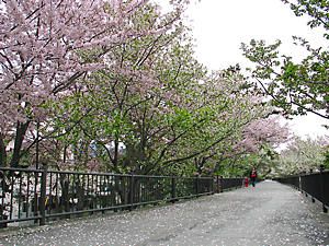 夙川公園・夙川河川敷緑地の桜並木