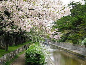 夙川の桜並木