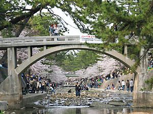 夙川と桜並木
