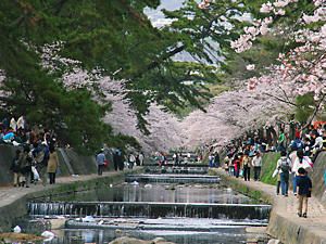 夙川と桜並木