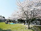 三田天満神社・天神公園の桜