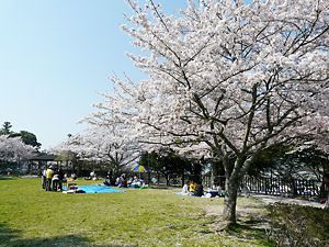 三田・天神公園の桜