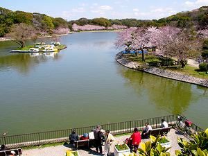 桜の花が満開の剛の池