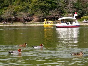 明石公園・剛の池　鴨と貸しボート・スワンボート
