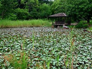 明石公園の睡蓮の池