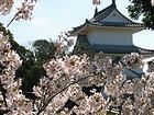 桜の壁紙/明石公園・剛の池周辺の桜並木と明石城の桜