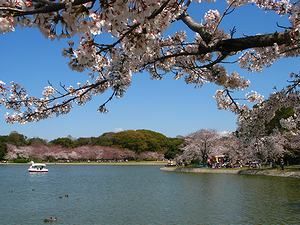 明石公園・剛の池の桜並木