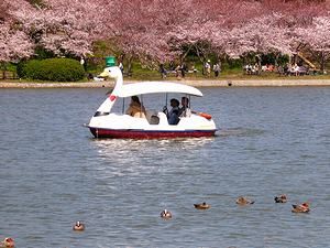 明石公園・剛の池のスワンボートと桜並木