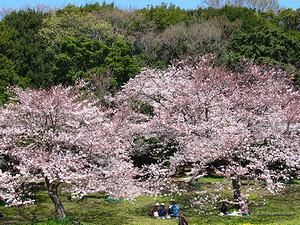 明石公園の桜とお花見の風景