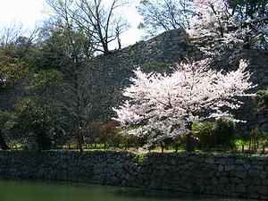 明石城の石垣と桜