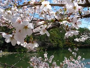 明石城の堀と桜の花