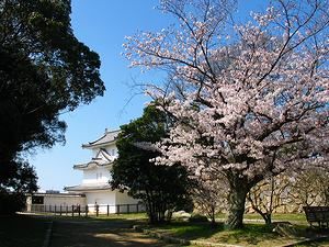 明石城と桜の花