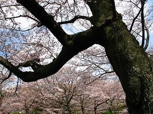 明石公園の桜の木