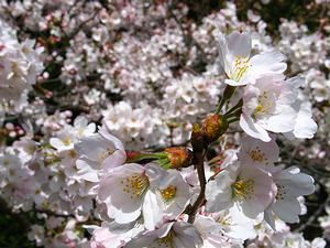 明石公園の桜の花