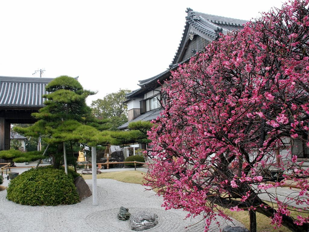 八房の梅と日本庭園 月照寺 壁紙写真集 無料写真素材