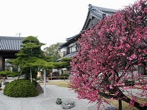 月照寺の八房の梅と日本庭園/壁紙