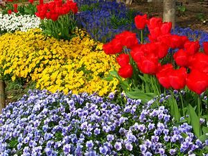 チューリップと春の花・日岡山公園の花壇