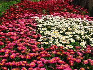 春の花・日岡山公園の花壇