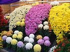 加古川菊花展・日岡山公園の菊花展覧会と菊の花
